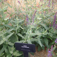 Photo of a Blue Queen sage