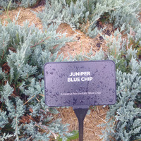 Photo of a Blue Chip juniper