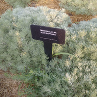 Photo of a Blue Sapphire perennial flax