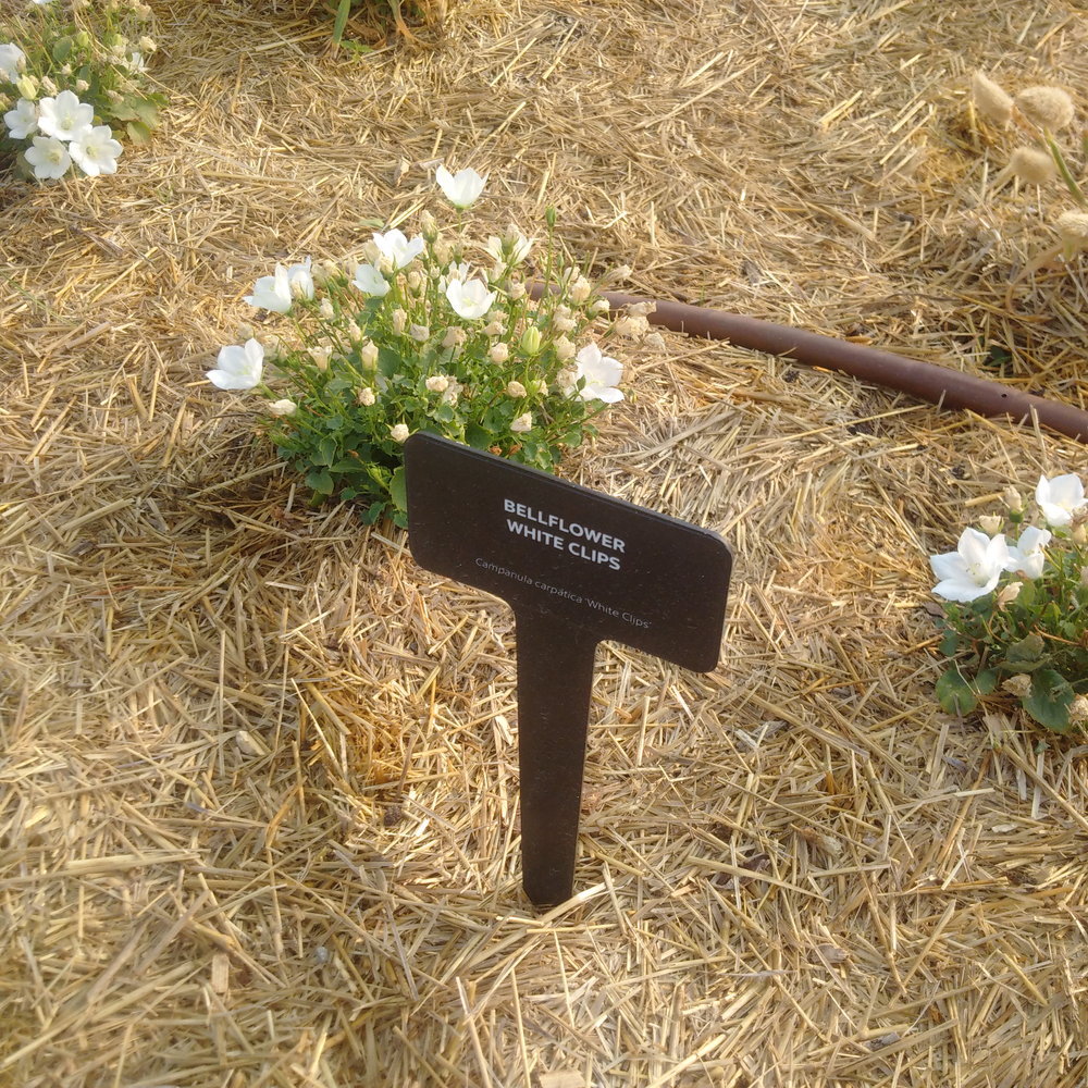 Photo of a Carpathian bellflower