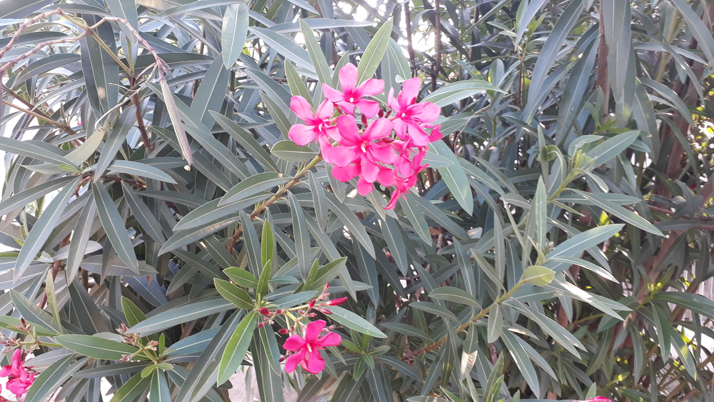 Photo of a Oleander