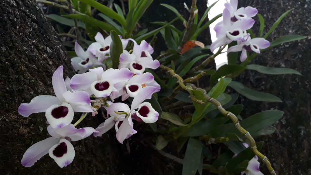 Photo of a Noble dendrobium