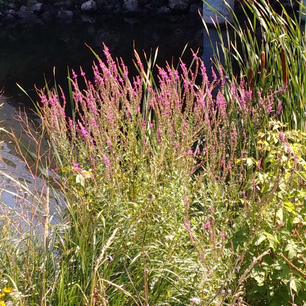 Photo of a Spiked loosestrife