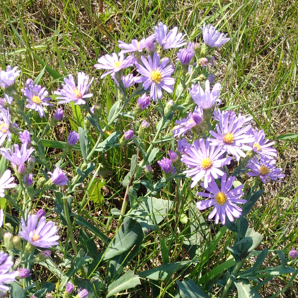 Photo of a Alpine aster