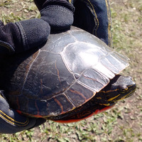 Photo of a Turtle