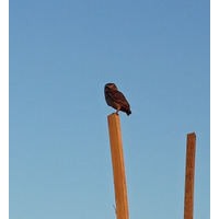 Photo of a Burrowing owl