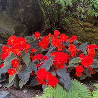 Photo of a Begonias