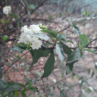 Photo of a May bush
