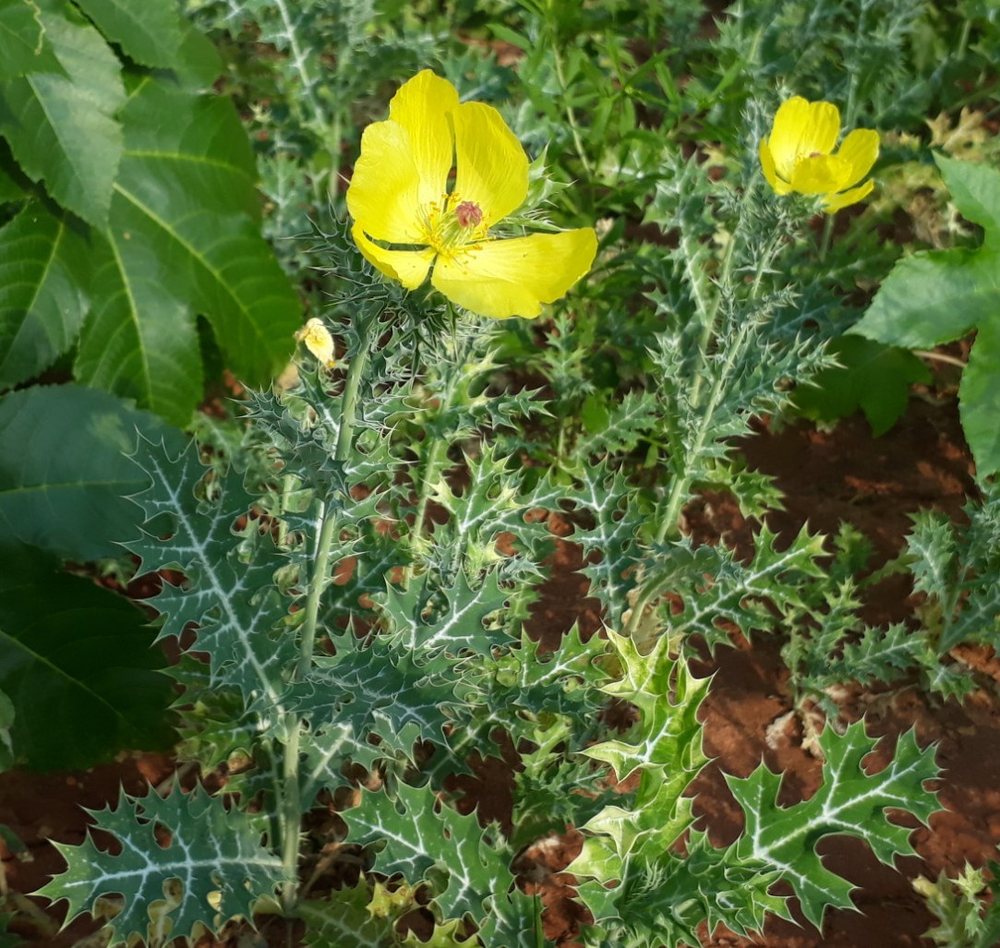 Photo of a Mexican prickly poppy 