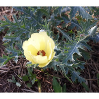Photo of a Pale Mexican prickly poppy
