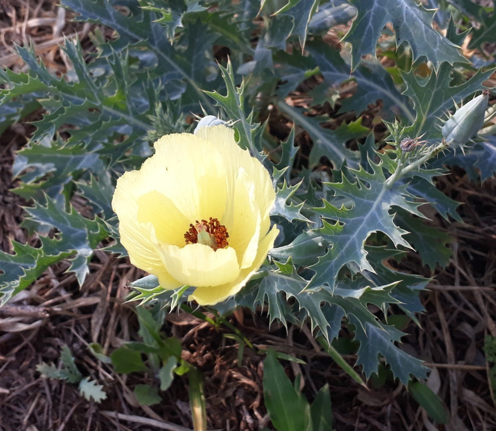 Photo of a Pale Mexican prickly poppy