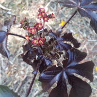 Photo of a Bellyache bush