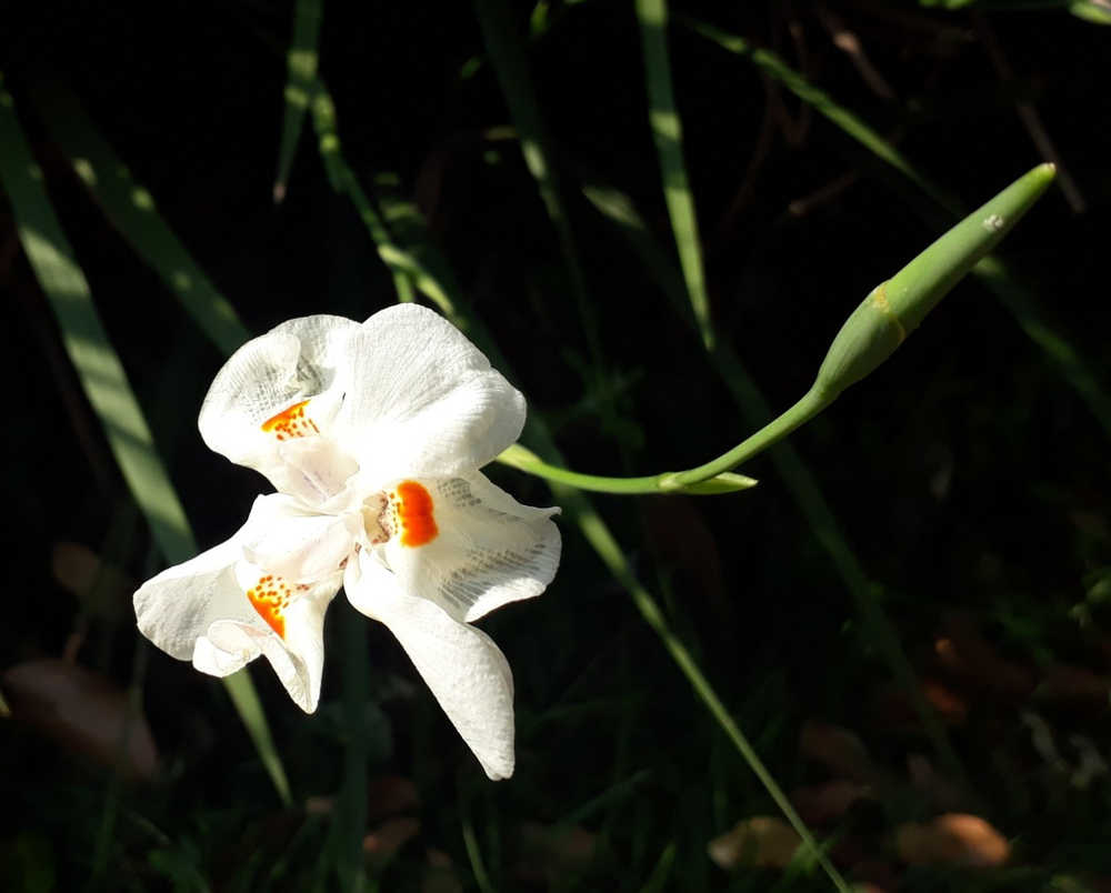 Photo of a Morea iris