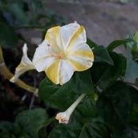 Photo of a Four o'clock flower