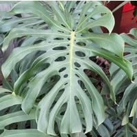 Photo of a Monstera