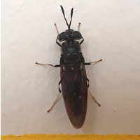 Photo of a Braconid wasp