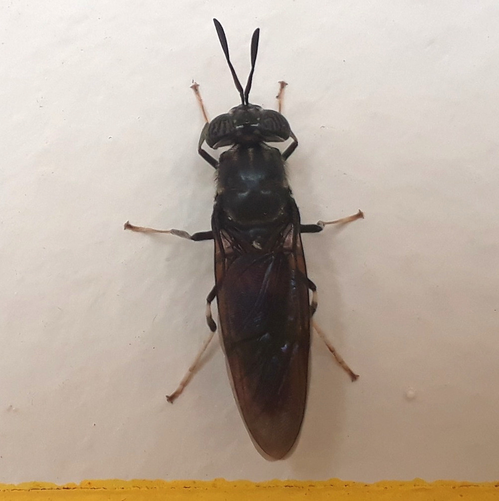Photo of a Braconid wasp