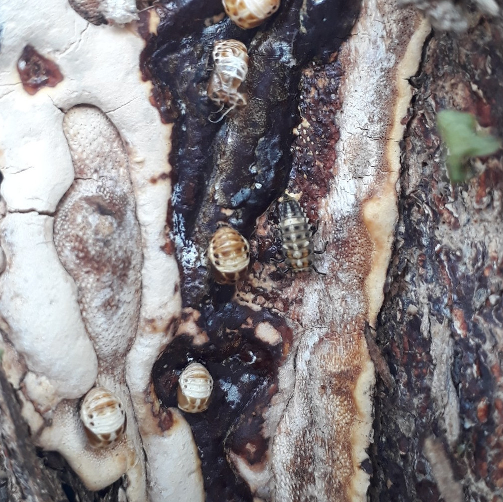Photo of a Ten-spot ladybug larva and pupa