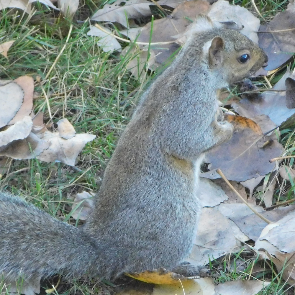Photo of a Eastern gray squirrel