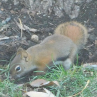 Photo of a American red squirrel