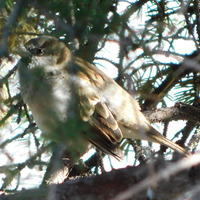 Photo of a House sparrow