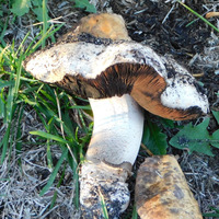 Photo of a Meadow mushroom