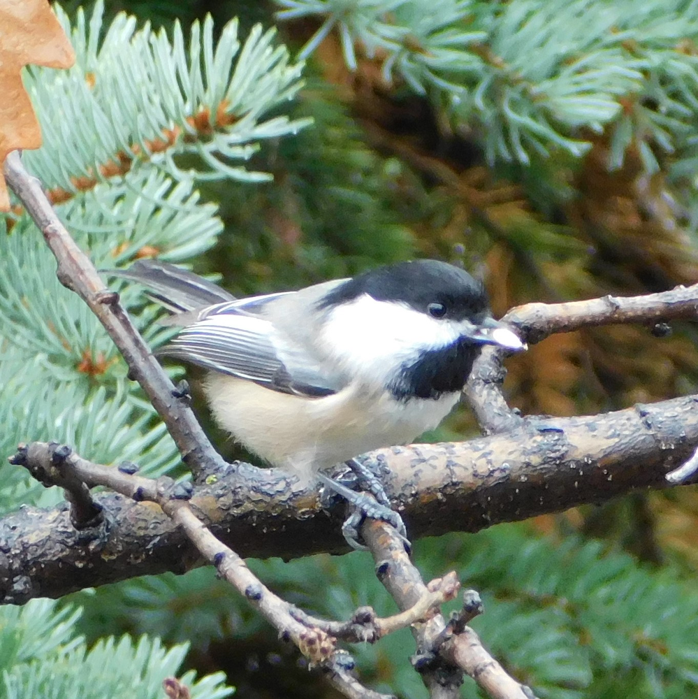 Photo of a Black-capped chickadee