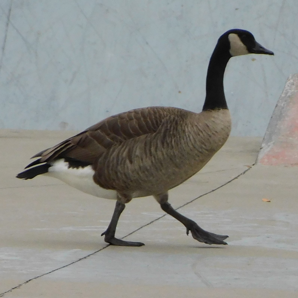 Photo of a Canada goose