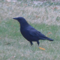 Photo of a American crow