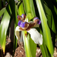 Photo of a Walking iris