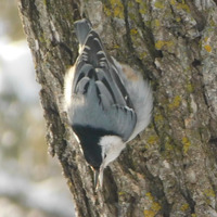 Photo of a White-breasted nuthatch