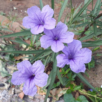 Photo of a Mexican petunia