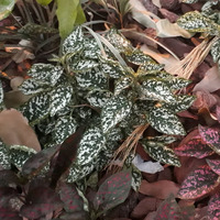 Photo of a Polka dot plant