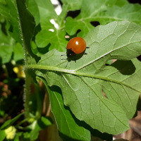 Photo of a Spotless ladybird 