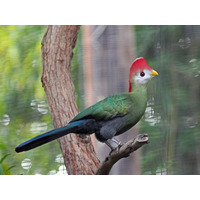 Photo of a Red-crested turaco