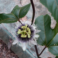 Photo of a Passion fruit flower