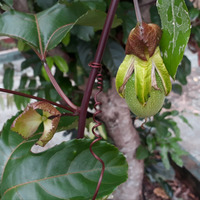 Photo of a Passion fruit