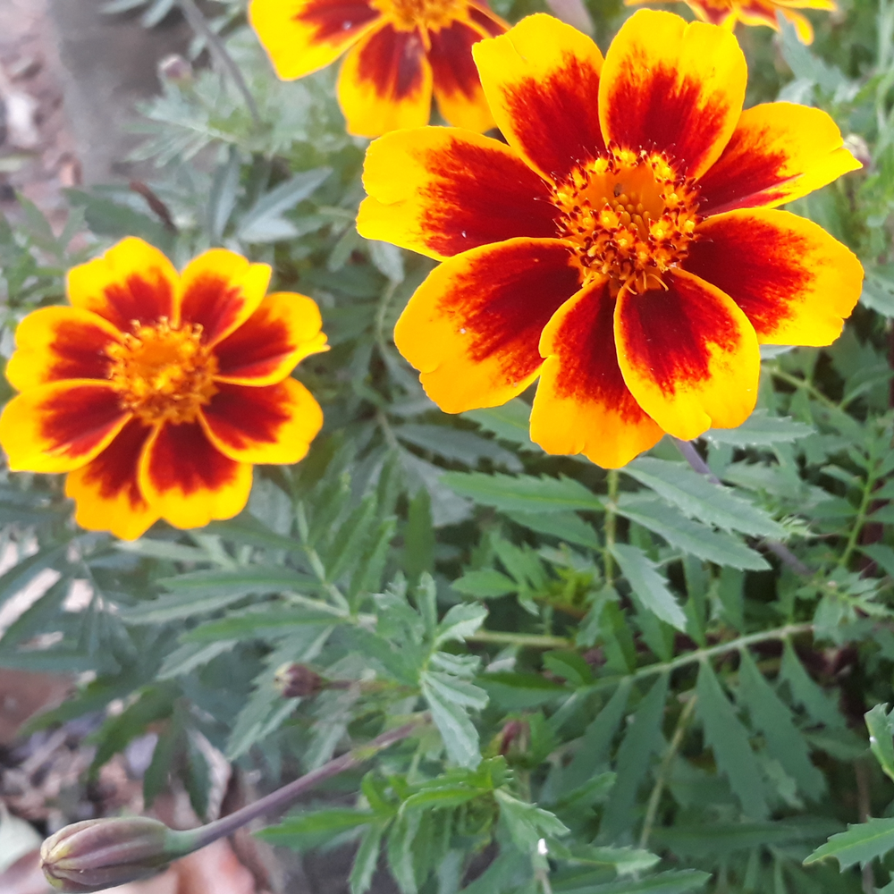 Photo of a French marigold
