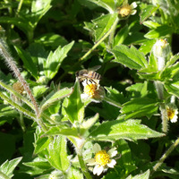 Photo of a Western honey bee