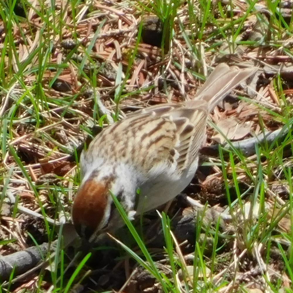 Photo of a Chipping sparrow