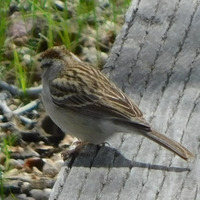 Photo of a Juvenile Chipping Sparrow