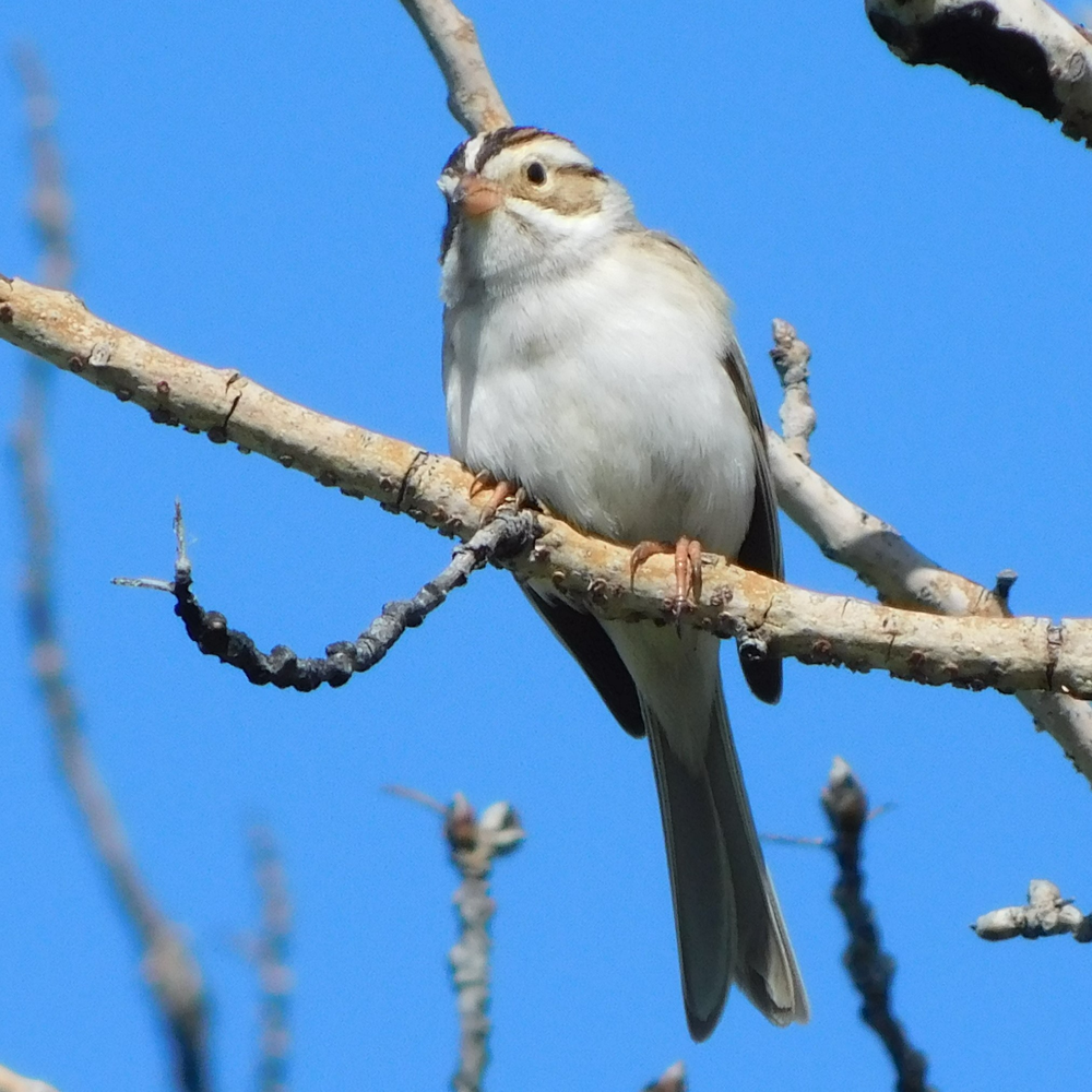 Photo of a Juvenile chipping sparrow