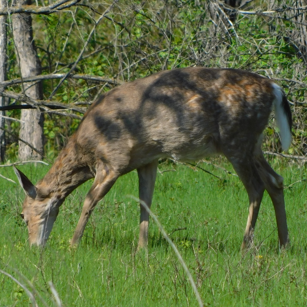 Photo of a Deer