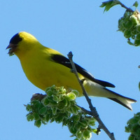 Photo of a American goldfinch
