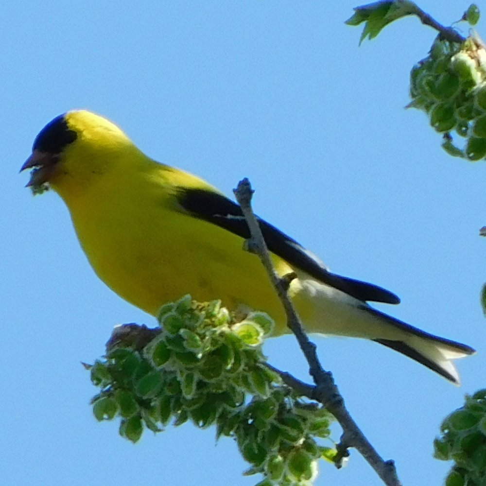 Photo of a American goldfinch
