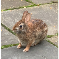 Photo of a Cottontail rabbit
