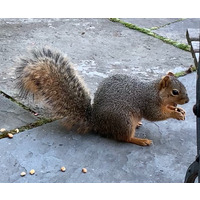 Photo of a Squirrel