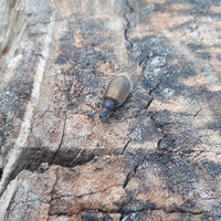 Photo of a Darkling beetle