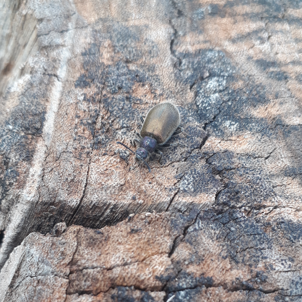 Photo of a Darkling beetle