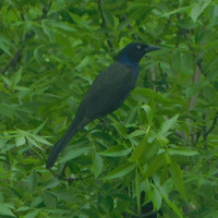 Photo of a Common grackle